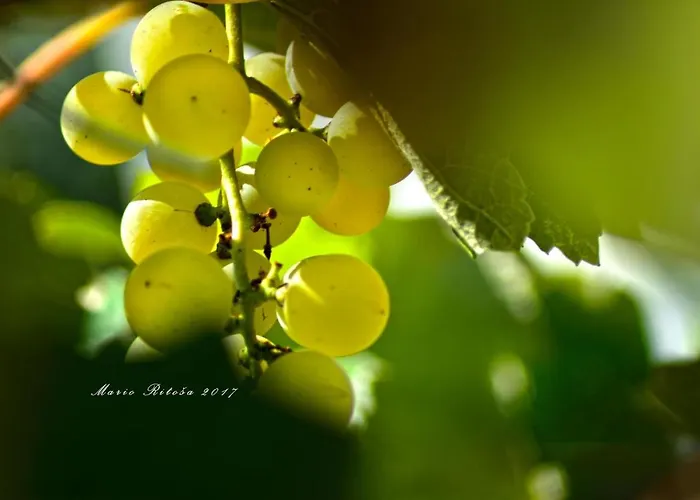 Cateski Dvorec Hotel Catez ob Savi