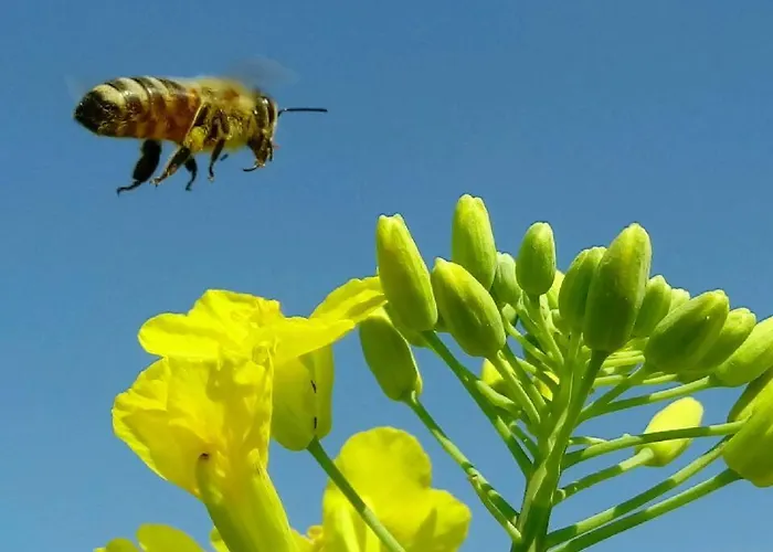 Cateski Dvorec 4* Catez ob Savi